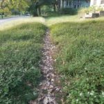 Sidewalk Vegetative Obstruction