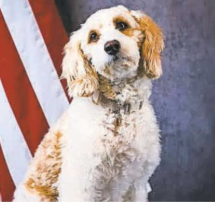 Featured image for “A Day in the Life of Rosie, the Police Therapy Dog”