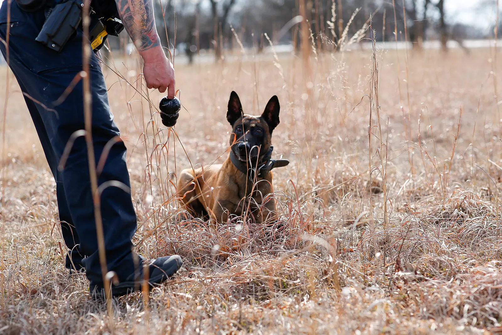 K9 Mack staring intently at his favorite reward toy.